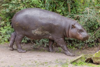 A baby pygmy hippopotamus (Choeropsis liberiensis) stands on a riverbank. Liberia, West-Afrika