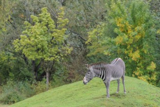 A Grévy's zebra (Equus grevyi) stands in a green meadow in hilly terrain. Botswana
