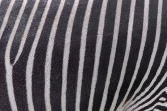 Pattern of a Grévy's zebra (Equus grevyi) fur. Botswana