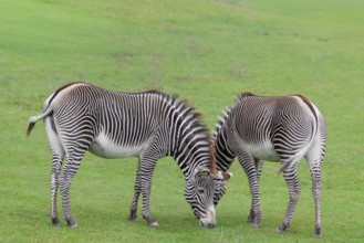 Two Grévy's zebras (Equus grevyi) graze in a green meadow. Botswana