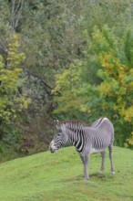 A Grévy's zebra (Equus grevyi) stands in a green meadow in hilly terrain. Botswana
