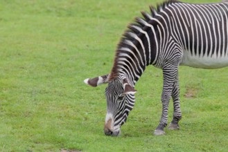 A Grévy's zebra (Equus grevyi) grazes in a green meadow. Botswana