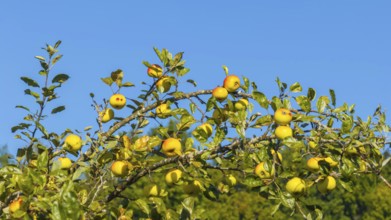 Branch with ripe apples. Orchard in autumn near Jesingen. Kirchheim unter Teck, Baden-Württemberg,