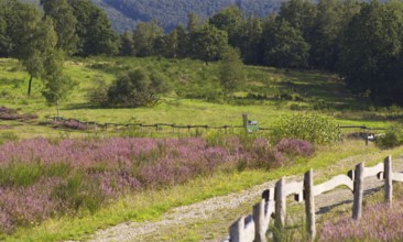 Colourful path along a summer pasture with blooming flowers and an old wooden fence surrounded by