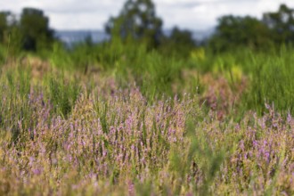 Close-up of purple heather flowers amidst tall grasses and blurred background. NSG heaths and rough