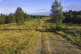 A rural path leads through a wide landscape with trees and meadows. Heaths and rough grassland