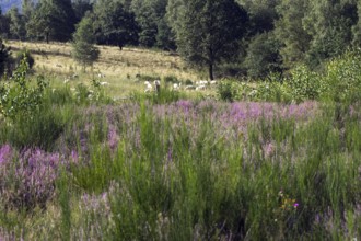 Purple flowering heather against a background of trees and meadows, NSG Heiden und Magerrasen near