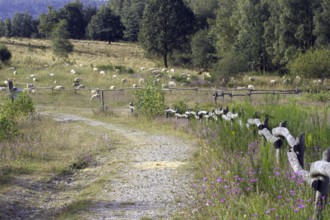 A path along a meadow with grazing sheep (Ovis) and a fence, NSG Heiden und Magerrasen near