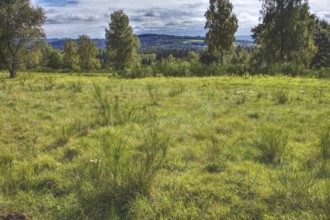 Green meadow with trees and cloudy sky, view of hills in the distance. Heaths and rough grassland