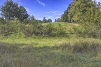 Green meadow with trees under a blue sky, peaceful rural surroundings. Heaths and rough grassland