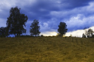 Trees in a field with a dramatic cloudy sky in blue and yellow tones. Heaths and rough grassland