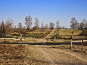 Dry field path with trees on the sides under a clear blue sky. NSG heaths and rough grassland near