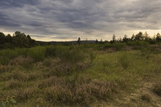Widespread heathland with a cloudy sky, creating a peaceful atmosphere. Heath and rough grassland