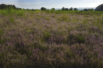 Vast heathland with purple flowers and green grass under a clear sky, heaths and rough grassland