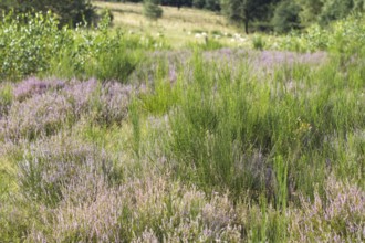 Green and purple heather spreads across a meadow. Heath and rough grassland nature reserve near