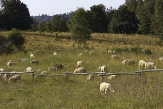 Several sheep (Ovis) graze peacefully on a large meadow with trees. Heaths and rough grassland