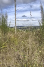 Tall grasses with a view of a hill under a cloudy sky. NSG heaths and rough grassland near