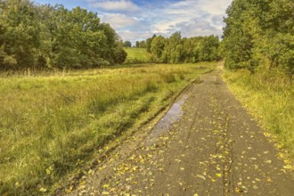 Field path with puddles along a green meadow with trees. NSG heaths and rough grassland near