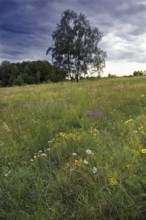 Colourful flower meadow with a solitary tree under a threatening sky. NSG heaths and rough