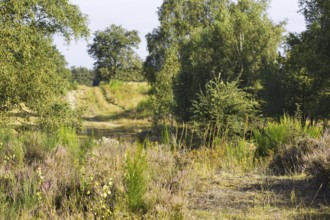 A rural path surrounded by bushes and trees on a sunny day. Heaths and rough grassland nature