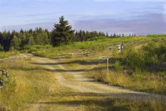 A dirt track through a heath landscape with trees and signs under a blue sky. NSG heathland and