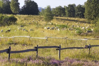 Sheep (Ovis) graze in a meadow with trees and a fence in the foreground. NSG heaths and rough