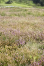 Meadow full of purple flowering heather and surrounded by tall grasses. Heath and rough grassland