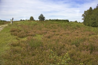 Extensive heathland with brown flowers under a blue sky, surrounded by trees. Heath and rough