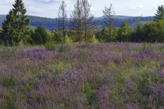 Blooming heath with purple flowers, surrounded by forest and views of distant mountains. Heath and