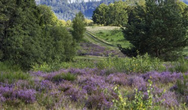A path leads through a green landscape with purple flowering heath and surrounding forest. Heath