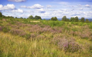 Extensive heathland with purple flowers under a blue sky and surrounding trees. Heath and rough