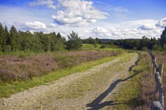 A dirt track leads through a purple flowering heath landscape with trees and a blue sky. Heath and