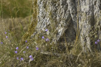 Close-up of the tree trunk with purple flowers and grass in the foreground. NSG heaths and rough