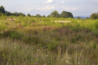 Summer meadow with colourful wildflowers under a clear sky, natural colours dominate the scene.