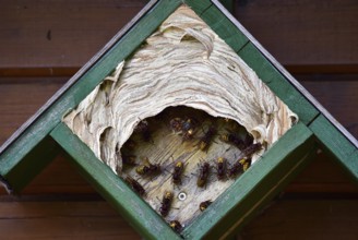 European hornets, hornets, (Vespa crabro) build nest in May box, Schleswig-Holstein, Germany