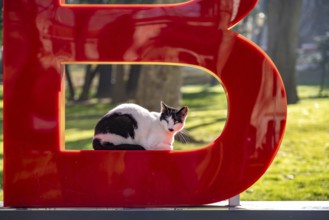 Cat resting in the letter B of the Istanbul lettering in Gülhane Park in Istanbul, Turkey