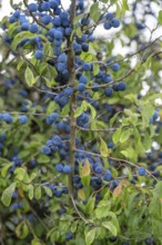 Ripe sloes (Prunus spinosa) on a bush, Bavaria, Germany