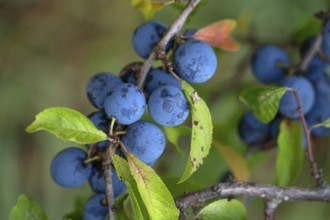 Ripe sloes (Prunus spinosa) on a bush, close up, Bavaria, Germany