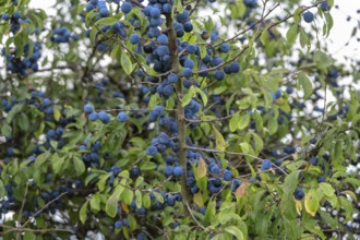 Ripe sloes (Prunus spinosa) on a bush, Bavaria, Germany