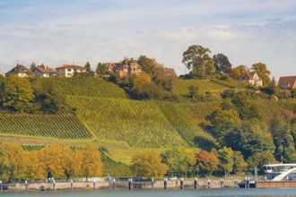 Hills with vineyards and houses in autumn, river in the foreground, Meersburg, Lake Constance,