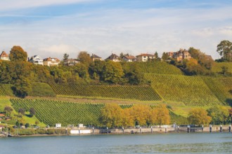 Vineyards stretch over hills with houses, river in the foreground, Meersburg, Lake Constance,