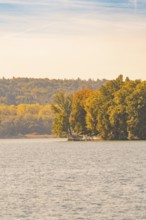 Single tree with autumn leaves on a calm lake, Mainau Island, Lake Constance, Germany
