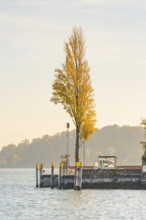 A single tree with yellow leaves stands on a quiet jetty in the morning light, Mainau Island, Lake