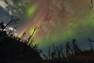 Aurora Borealis over polar birches and the shining moon in northern Sweden near Björkliden at Lake