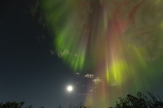 Aurora Borealis over the polar birches and the shining moon in northern Sweden near Björkliden at