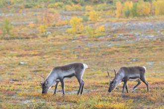 Reindeer herd at Abisko National Park in the colourful autumn of Lapland below Lapporten /