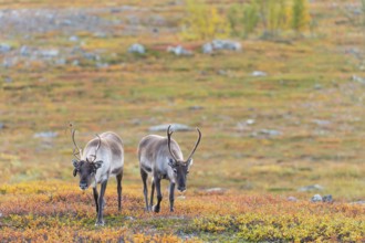 Reindeer herd at Abisko National Park in the colourful autumn of Lapland below Lapporten,