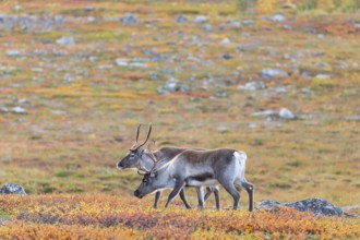 Reindeer herd at Abisko National Park in the colourful autumn of Lapland below Lapporten,