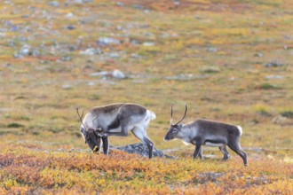 Reindeer scratching itself, at Abisko National Park in the colourful autumn of Lapland below the