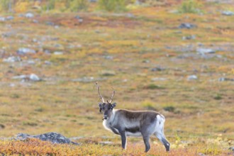 Sweeping antlers on reindeer with velvet at Abisko National Park in the colourful autumn of Lapland
